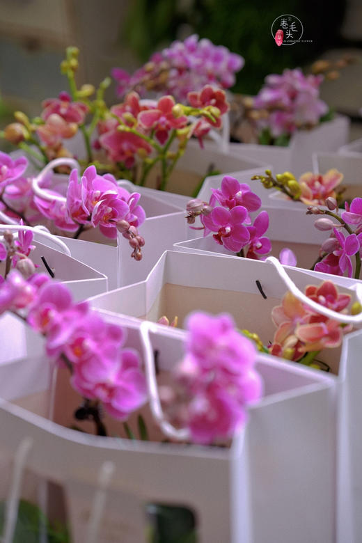 【2023. 教师节】蝴蝶兰组合小盆栽89（配手提袋 现货，下单即可到店自提） 商品图4