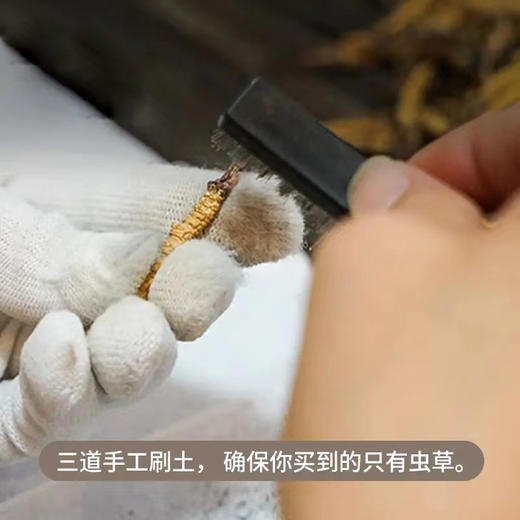 挑时西藏那曲冬虫夏草 2600条/KG 50g·100g·250g·500g 无断草 无增重 无接驳 商品图4