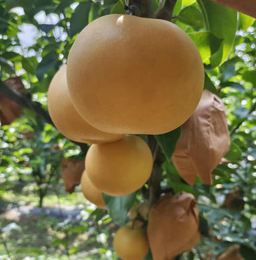 XN秋月梨7.5-8斤装礼盒装【分仓直发，72小时发货，周末节假日不发货】 商品图1