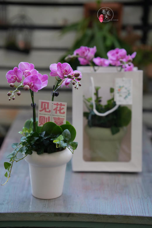 【2023. 教师节】蝴蝶兰组合小盆栽89（配手提袋 现货，下单即可到店自提） 商品图1