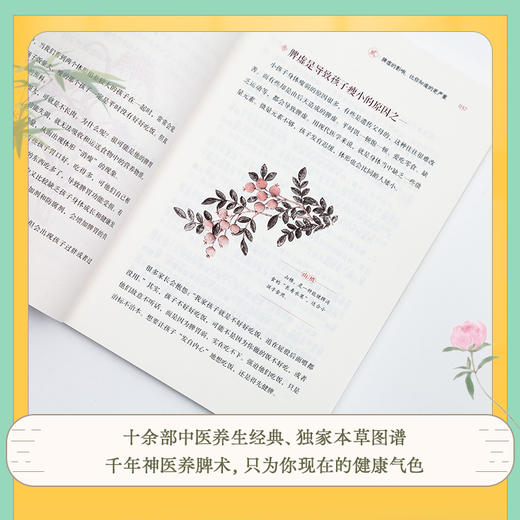 养脾三步走：祛湿、补虚、养气血 商品图5