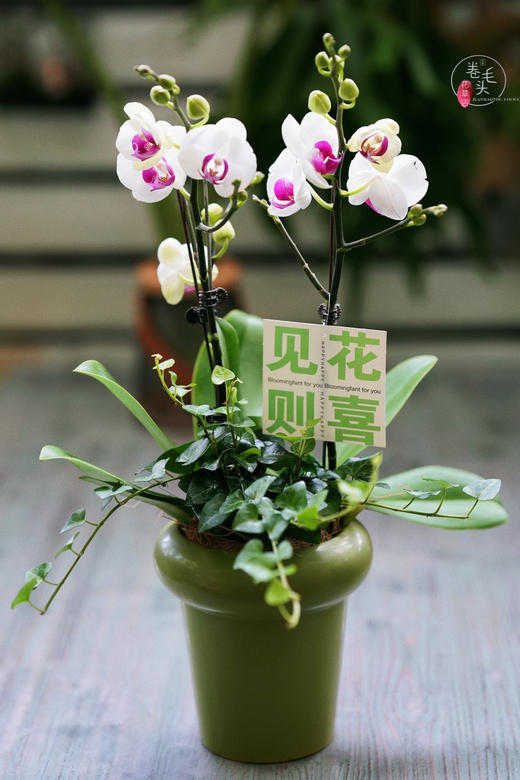 【2023. 教师节】蝴蝶兰组合小盆栽89（配手提袋 现货，下单即可到店自提） 商品图8