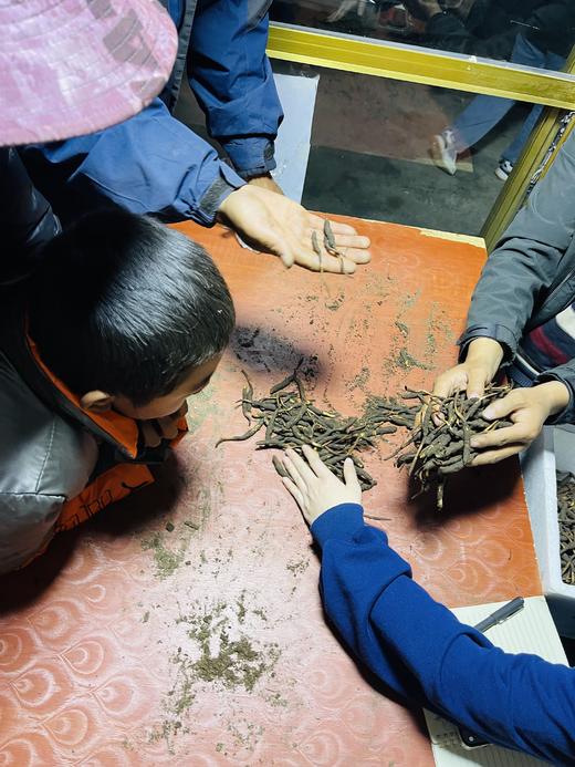 【25年 新草】【那曲高海拔 冬虫夏草干草】 无断草 约4条/克 简装/礼盒任选 商品图6