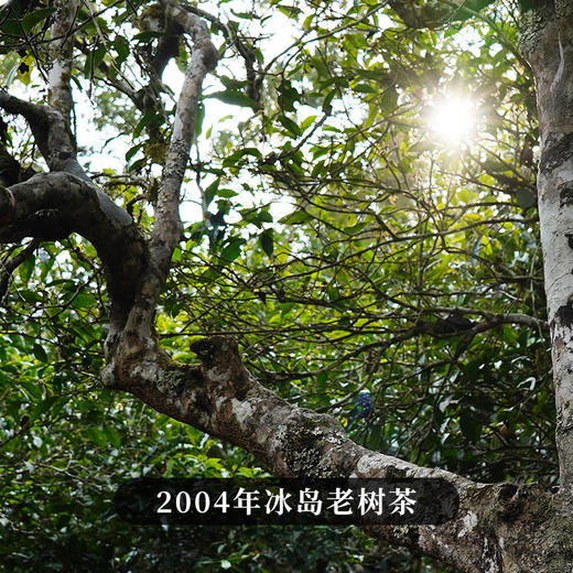 【临毫沱茶】2004年头春冰岛茶勐海干仓陈华19年临沧茶厂出品骄傲之作获奖无数高额补贴助力周年庆市面买不到的真年份冰岛茶100克/沱 120沱/件 商品图1