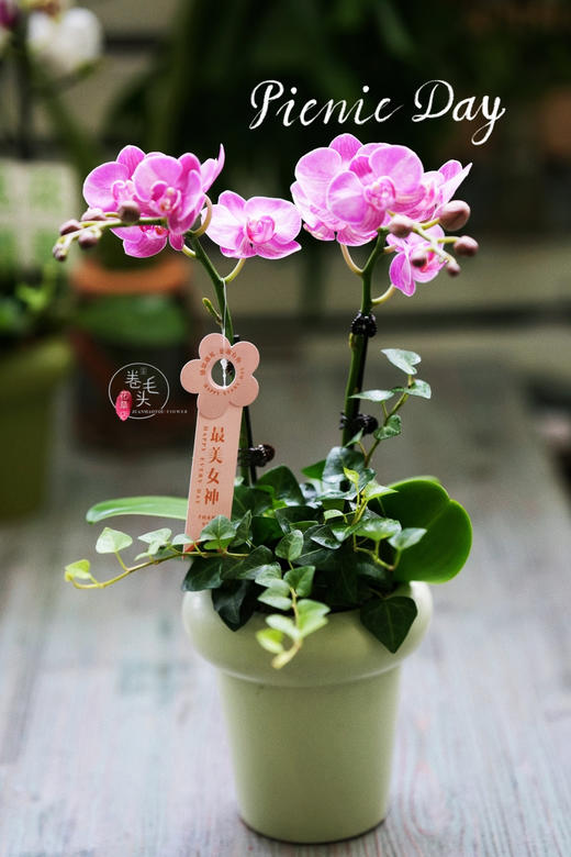 【2023. 教师节】蝴蝶兰组合小盆栽89（配手提袋 现货，下单即可到店自提） 商品图7