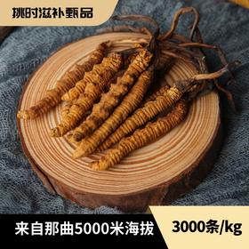 挑时西藏那曲冬虫夏草 3000条/KG 50g·100g·250g·500g 无断草 无增重 无接驳