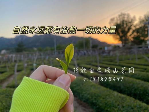 阿狸自家崂山茶园，滚筒红茶，崂山红茶，不打农药，不加香精，不掺陈茶 商品图1