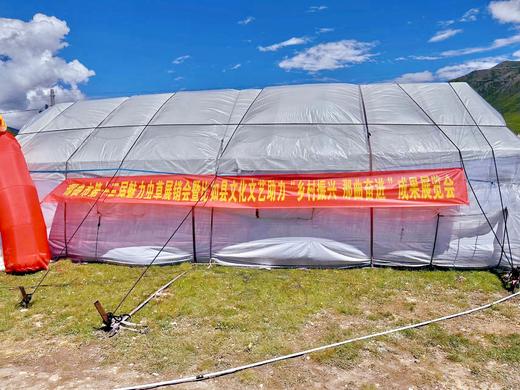 【25年 新草】【那曲高海拔 冬虫夏草干草】 无断草 约4条/克 简装/礼盒任选 商品图4