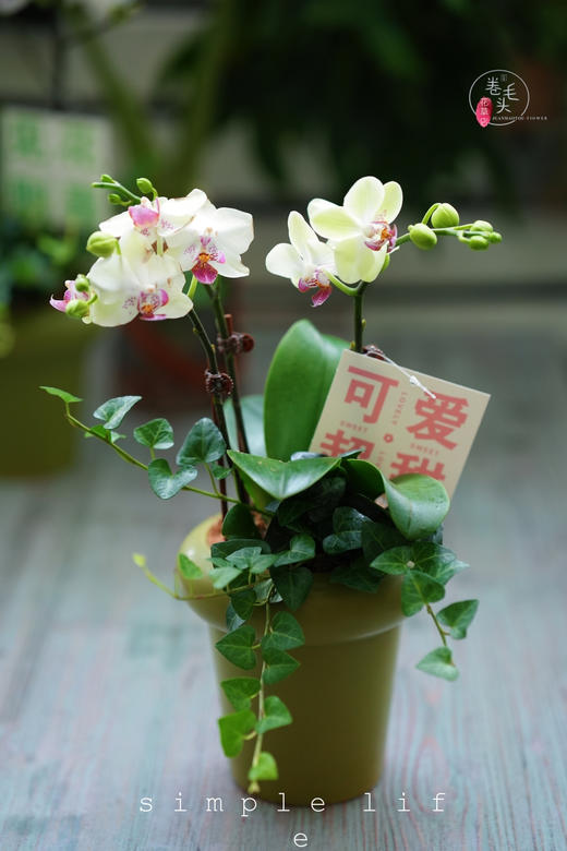 【2023. 教师节】蝴蝶兰组合小盆栽89（配手提袋 现货，下单即可到店自提） 商品图10