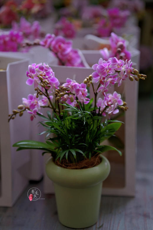 【2023. 教师节】蝴蝶兰组合小盆栽89（配手提袋 现货，下单即可到店自提） 商品图3