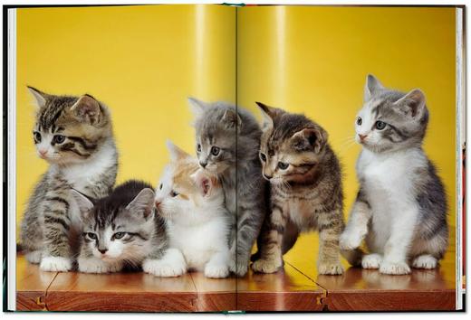 【现货】Walter Chandoha. Cats. Photographs 1942–2018 | 沃尔特·尚多哈：猫咪摄影集 1942–2018 商品图6