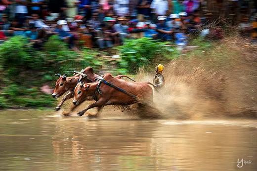 印尼巴东奔牛节、伊真火山蓝火&布罗莫火山、赛武&蓝棉瀑布、魔界森林、巴厘岛11天摄影团 商品图4