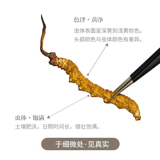 挑时西藏那曲冬虫夏草 2600条/KG 50g·100g·250g·500g 无断草 无增重 无接驳 商品图3