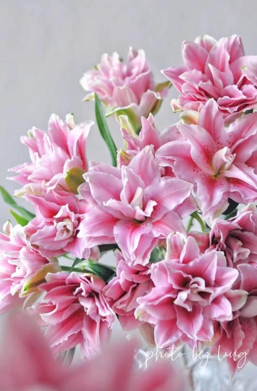 百合 | 西亚拉 商品图0