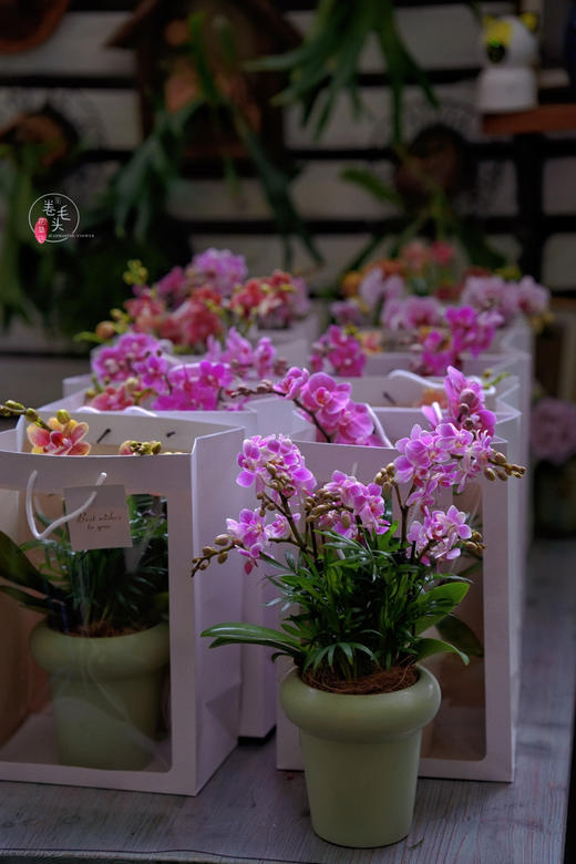 【2023. 教师节】蝴蝶兰组合小盆栽89（配手提袋 现货，下单即可到店自提） 商品图2