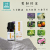 平衡小柅酸橙 美好时光 芳香精油 熏香 扩香 愉悦开心/好情绪/欢乐/ 家人共享 /关系和谐 商品缩略图3
