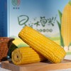 麦秀年【早安大苞米】无添加，东北黄金甜糯玉米 早餐营养粗粮 商品缩略图0