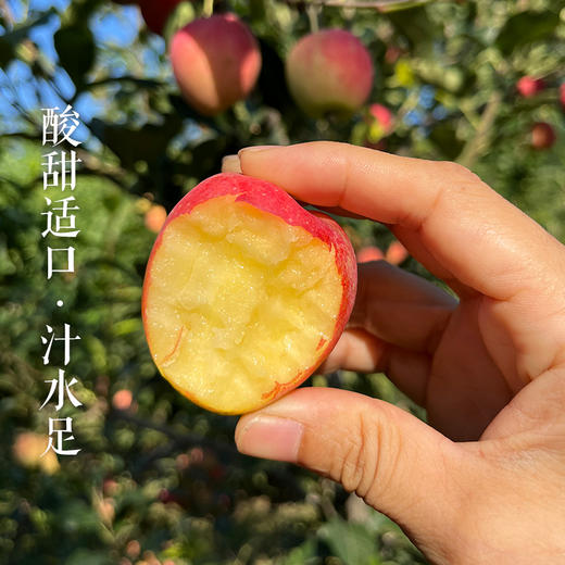 北京脆甜山海棠果 1斤 新鲜水果 口感细腻爽脆 甜度高 小苹果 商品图1
