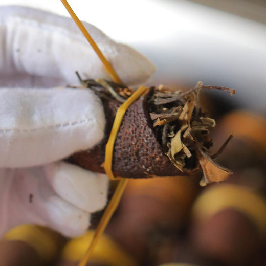 中秋送礼佳品【三好品质！清润滋养】三宝茶 新会陈皮 老白茶 广东2010年福鼎白茶lmsh 商品图2