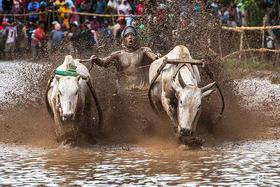 印尼巴东奔牛节、伊真火山蓝火&布罗莫火山、赛武&蓝棉瀑布、魔界森林、巴厘岛11天摄影团