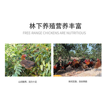 林下鸡 商品图1