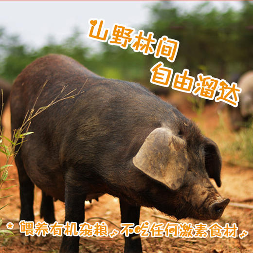 山西立景母乳山农家散养正宗黑猪肉新鲜猪蹄现杀真空 商品图2
