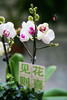 【2023. 教师节】蝴蝶兰组合小盆栽89（配手提袋 现货，下单即可到店自提） 商品缩略图9