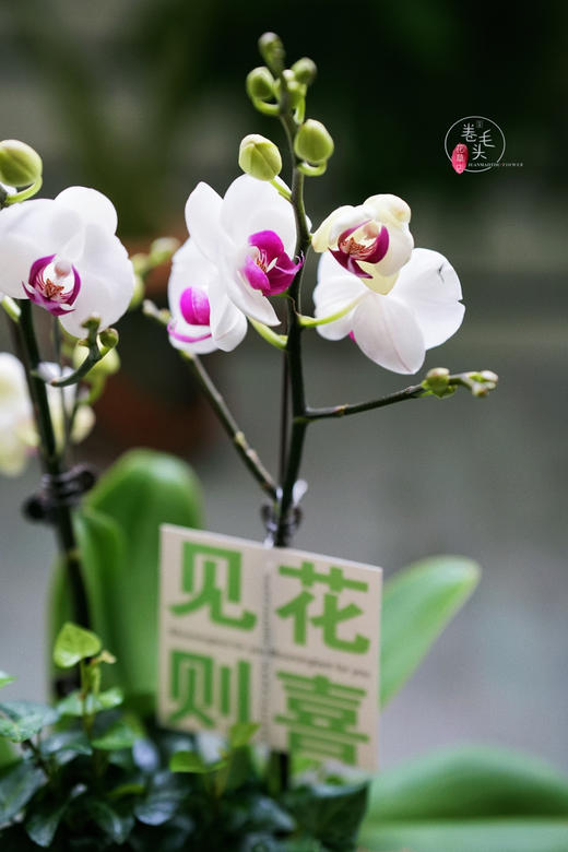 【2023. 教师节】蝴蝶兰组合小盆栽89（配手提袋 现货，下单即可到店自提） 商品图9
