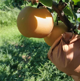 XN秋月梨7.5-8斤装礼盒装【分仓直发，72小时发货，周末节假日不发货】