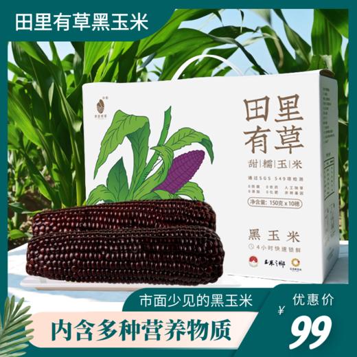 田里有草黑玉米 FX-A-1183-231124 商品图0