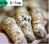 鲜松茸5-7cm【1公斤】永仁野森达 商品图0