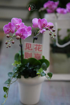 【2023. 教师节】蝴蝶兰组合小盆栽89（配手提袋 现货，下单即可到店自提）