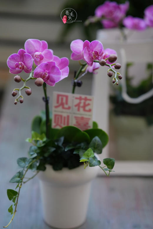 【2023. 教师节】蝴蝶兰组合小盆栽89（配手提袋 现货，下单即可到店自提） 商品图0