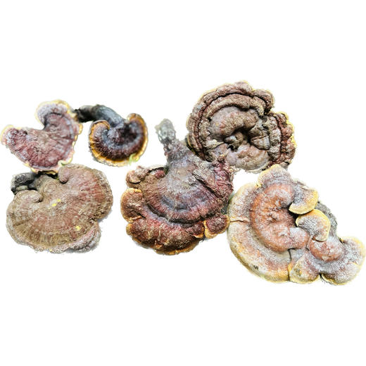 【西藏好物】藏地干野生赤灵芝 250g/500g 商品图4