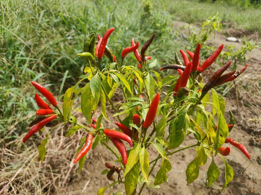 红泰椒（极辣）250g 商品图3