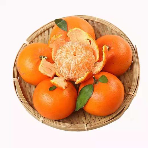 上林县精选沃柑大果 商品图0