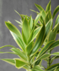 金边百合竹 Dracaena Reflexa 'Variegata' 商品缩略图1