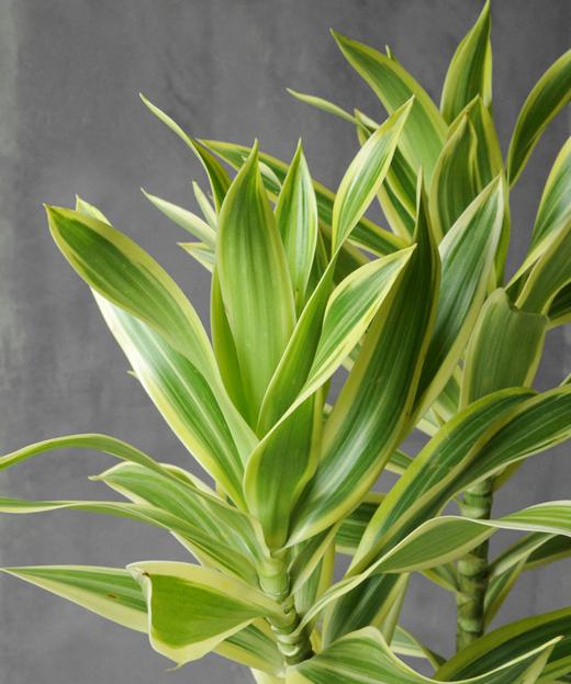 金边百合竹 Dracaena Reflexa 'Variegata' 商品图1