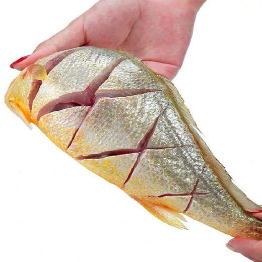 【顺丰包邮！新鲜冷冻大黄花鱼】深海鲜活大黄鱼小黄花鱼海鲜水产-觅食坊健康 商品图2