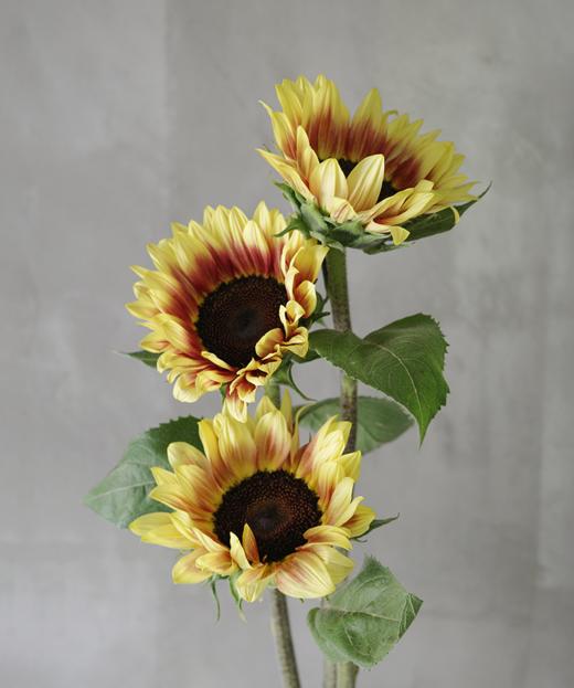 油画向日葵 Oil Painting Sunflower 商品图0