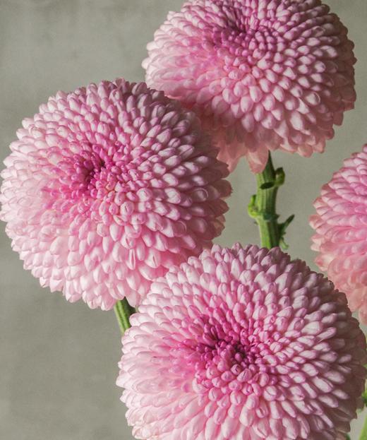乒乓菊 Pompon Chrysanthemum 商品图3