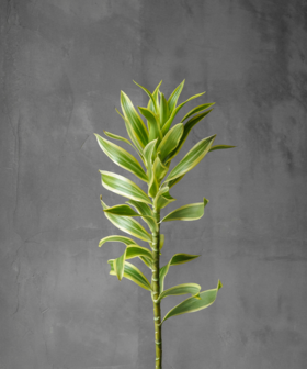 金边百合竹 Dracaena Reflexa 'Variegata'