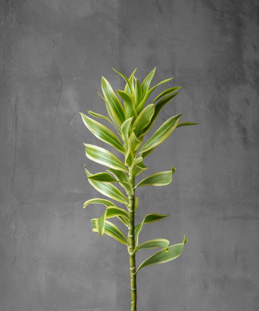 金边百合竹 Dracaena Reflexa 'Variegata' 商品图0