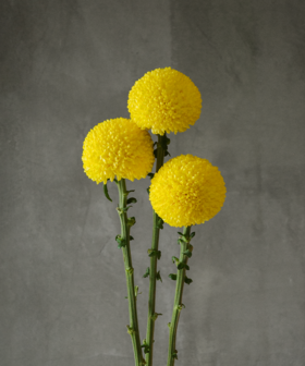 乒乓菊 Pompon Chrysanthemum