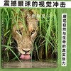 万物有灵:国际野生生物摄影年赛第54届获奖作品 商品缩略图0