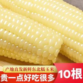 【真空包装代餐！黄澄澄的糯玉米】黄糯玉米新鲜糯玉米东北粘糯玉米甜玉米真空包装代餐真空包装-觅食坊健康特价清仓