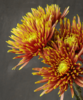 烟花菊 Fireworks Chrysanthemum 商品缩略图1