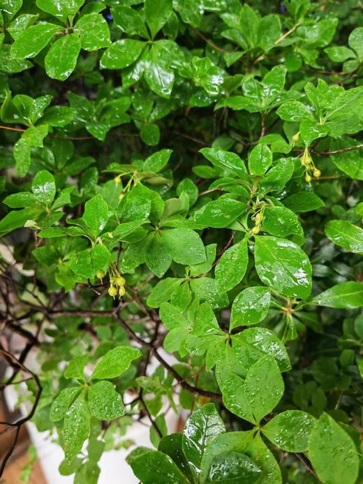 【夏日森林】精选-日本吊钟  单枝  约1.5米（叶子较娇嫩易损耗，叶子不在售后范围内，介意慎拍） 商品图4