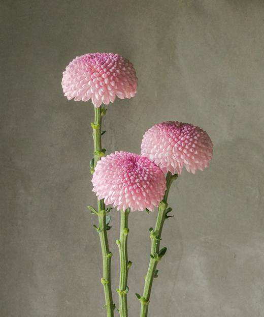 乒乓菊 Pompon Chrysanthemum 商品图2