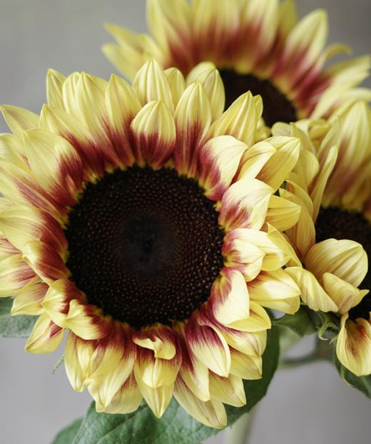 油画向日葵 Oil Painting Sunflower 商品图1